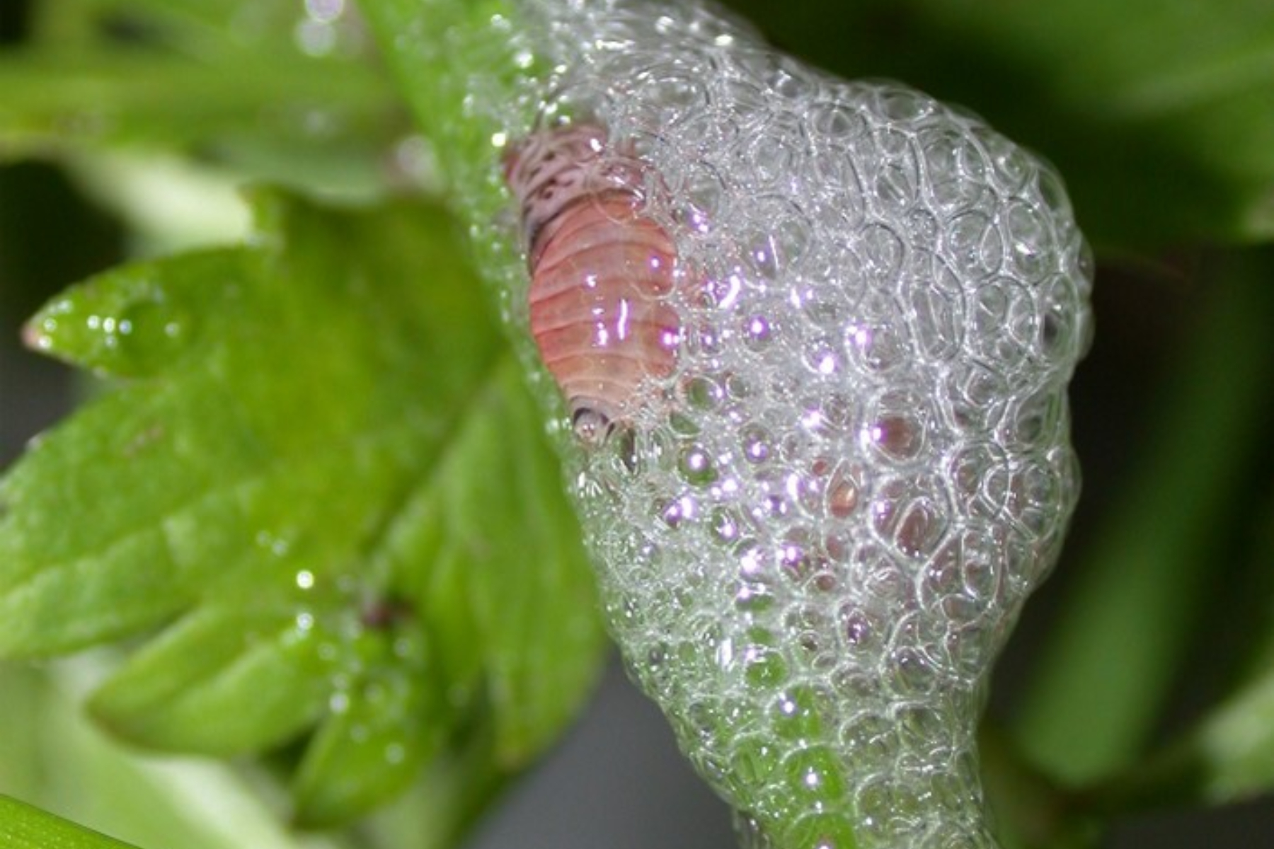 رغاوي لاصقة مفرزة من فتحة الشرج للحشرة قد تلهم منتجات جديدة للعناية بالبشرة